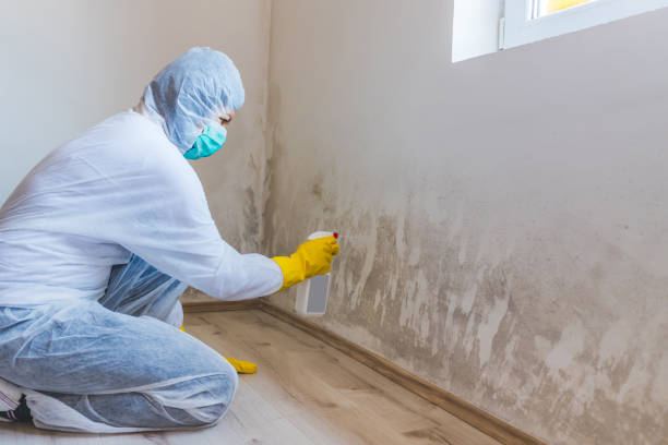 Best Basement Mold Removal  in Acushnet Center, MA