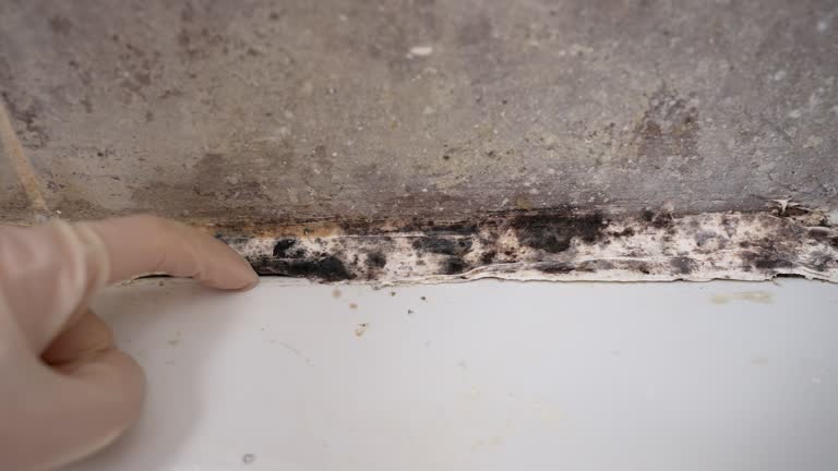 Best Attic Mold Removal  in Acushnet Center, MA